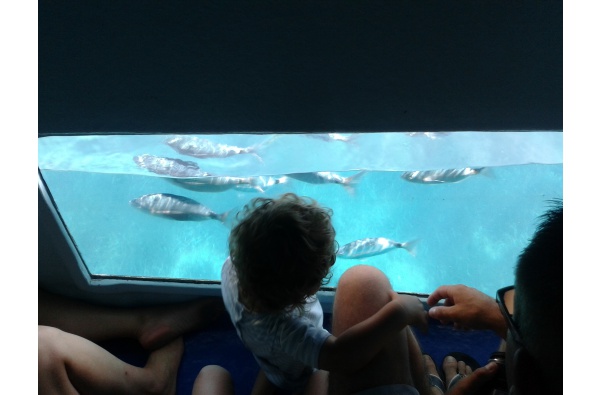 Maritime excursions